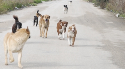 obblighi e divieti per proprietari e detetentori a qualsiasi titolo di cani